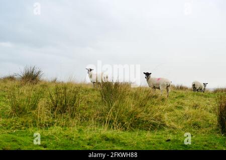 Schafe weiden zwischen Kalksteinzäunen auf endlosen grünen Weiden im Yorkshire Dales National Park in Nordengland, Großbritannien. Stockfoto