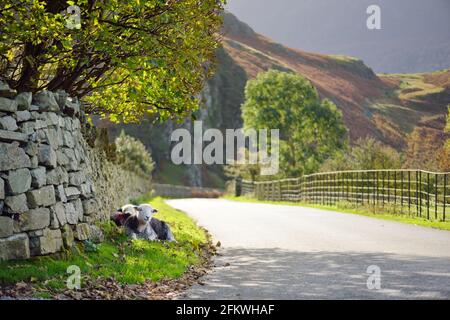 Schafe mit bunten Farbstoff grasen am Straßenrand markiert. Erwachsene Schafe und Lämmer füttern in saftig grünen Weiden Englands. Stockfoto