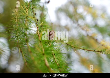 Kleiner Kegel auf einer Lärche am regnerischen Herbsttag Stockfoto