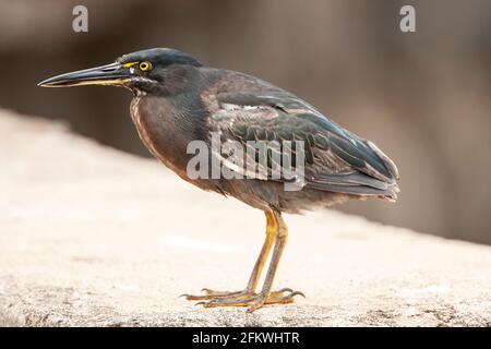 Lavareiher, Butorides sundevalli, Singlebird Walking on Rocky Shoreline, Galapagos Islands, Ecuador Stockfoto