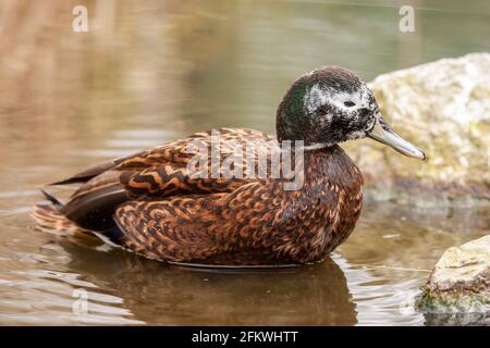 Laysan-Ente oder Laysan-Ente, Anas laysanensis, im Wasser stehender, erwachsener Vogel, gefangen, Vereinigtes Königreich Stockfoto