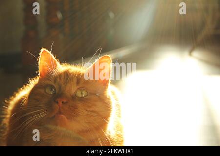 Schöne Ingwerkatze im Haus. Haustier. Die Lichter einer Sonne Stockfoto