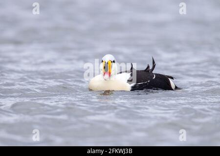King eider, Somateria spectabilis, ein erwachsenes Männchen in Zuchtgefieder, das auf dem Meer schwimmt, Aberdeenshire, Großbritannien Stockfoto