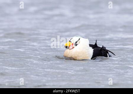 King eider, Somateria spectabilis, ein erwachsenes Männchen in Zuchtgefieder, das auf dem Meer schwimmt, Aberdeenshire, Großbritannien Stockfoto