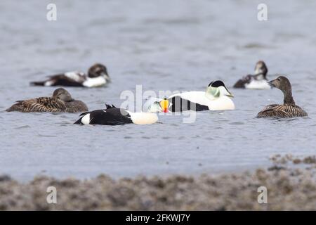 King eider, Somateria spectabilis, ein erwachsenes Männchen in Zuchtgefieder, das auf dem Meer schwimmt, Aberdeenshire, Großbritannien Stockfoto