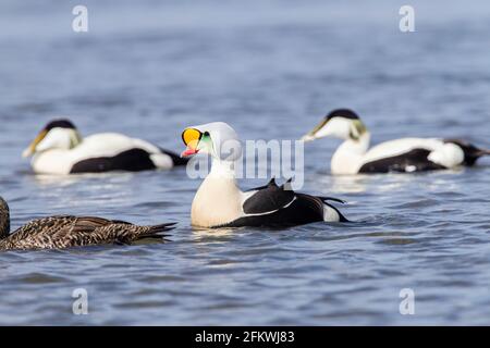 King eider, Somateria spectabilis, ein erwachsenes Männchen in Zuchtgefieder, das auf dem Meer schwimmt, Aberdeenshire, Großbritannien Stockfoto