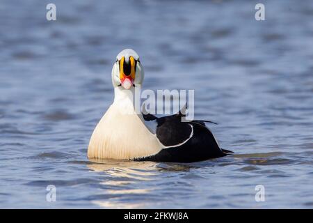 King eider, Somateria spectabilis, ein erwachsenes Männchen in Zuchtgefieder, das auf dem Meer schwimmt, Aberdeenshire, Großbritannien Stockfoto
