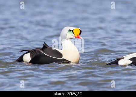 King eider, Somateria spectabilis, ein erwachsenes Männchen in Zuchtgefieder, das auf dem Meer schwimmt, Aberdeenshire, Großbritannien Stockfoto