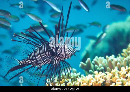 Red Lionfish Auf Der Jagd Im Korallenriff. Hintergrund Schulbildung Kleine Fische Und Blaues Wasser. Selayar Süd-Sulawesi Indonesien Stockfoto