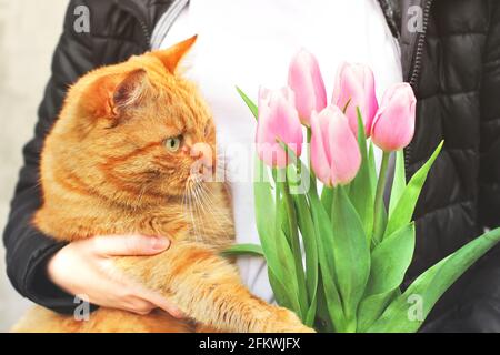 Ingwer-Katze und rosa Tulpen. Katze und Blumen. Feder Stockfoto