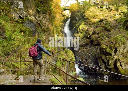 Männlicher Tourist, der den berühmten Wasserfall der Aira Force am Fluss Aira Beck im Lake District, Cumbria, Großbritannien, genießt. Spätherbst. Stockfoto