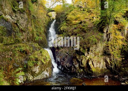 Berühmter Wasserfall der Aira Force am Aira Beck-Bach im Lake District, Cumbria, Großbritannien. Spätherbst. Stockfoto