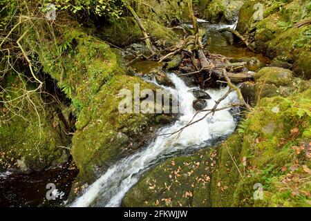 Aira Beck Bach unterhalb des berühmten Aira Force Wasserfall, gelegen im Lake District, Cumbria, UK. Spätherbst. Stockfoto