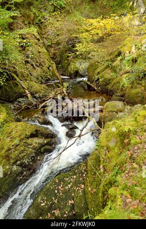 Aira Beck Bach unterhalb des berühmten Aira Force Wasserfall, gelegen im Lake District, Cumbria, UK. Spätherbst. Stockfoto