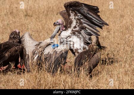 Lappet-faced Geier oder Nubian Geier, Torgos tracheliotos, zwei Vögel, die sich mit anderen Geiern auf Schlachtkörper füttern, Masai Mara, Kenia, Ostafrika Stockfoto