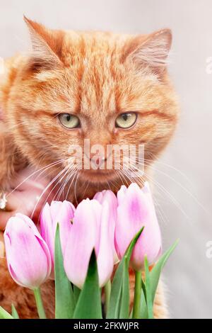 Katze und Tulpen. Katze und Frühling. Ingwer Katze und Blumen Stockfoto