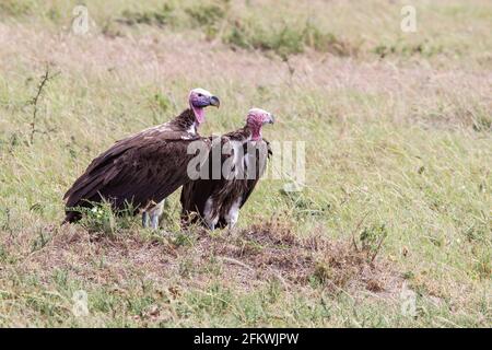 Lappetengesichter Geier oder Nubischer Geier, Torgos tracheliotos, zwei Vögel, die auf kurzer Vegetation stehen, Masai Mara, Kenia, Ostafrika Stockfoto