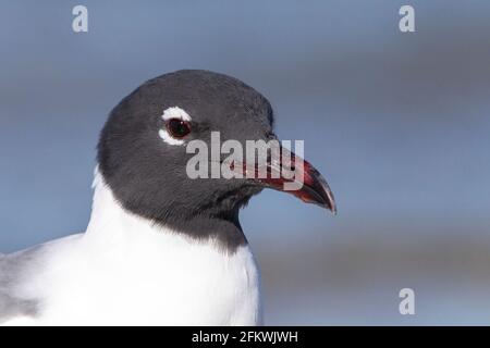 Lachmöwe, Leucophaeus atricilla, Nahaufnahme des Kopfes eines einzelnen Vogels im Brutgefieder, Florida, USA Stockfoto