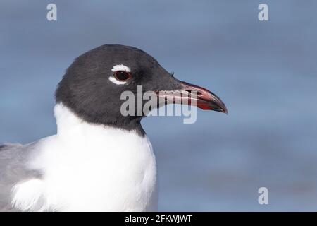 Lachmöwe, Leucophaeus atricilla, Nahaufnahme des Kopfes eines einzelnen Vogels im Brutgefieder, Florida, USA Stockfoto