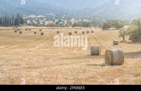 Heuballen in einem Feld von getrocknetem Gras in heißen Sommertag mit Bergen Hintergrund. Panorama der Landschaft Zyperns Stockfoto