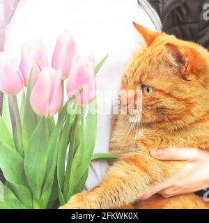 Ingwer-Katze und rosa Tulpen. Katze und Blumen. Feder Stockfoto