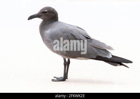 Lavamöwe, Leucophaeusfuliginosus, alleinstehender Erwachsener am Sandstrand, Galapagos-Inseln Stockfoto