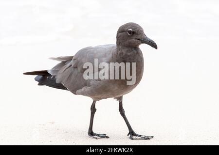 Lavamöwe, Leucophaeusfuliginosus, alleinstehender Erwachsener am Sandstrand, Galapagos-Inseln Stockfoto