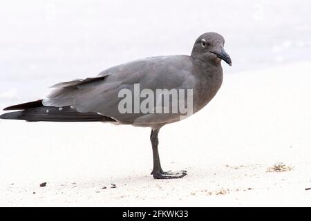 Lavamöwe, Leucophaeusfuliginosus, alleinstehender Erwachsener am Sandstrand, Galapagos-Inseln Stockfoto