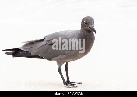 Lavamöwe, Leucophaeusfuliginosus, alleinstehender Erwachsener am Sandstrand, Galapagos-Inseln Stockfoto