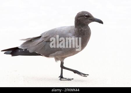 Lavamöwe, Leucophaeusfuliginosus, alleinstehender Erwachsener am Sandstrand, Galapagos-Inseln Stockfoto