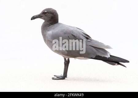 Lavamöwe, Leucophaeusfuliginosus, alleinstehender Erwachsener am Sandstrand, Galapagos-Inseln Stockfoto