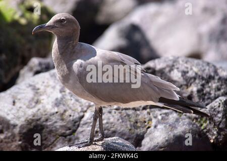 Lavamöwe, Leucophaeusfuliginosus, alleinstehender Erwachsener am Sandstrand, Galapagos-Inseln Stockfoto