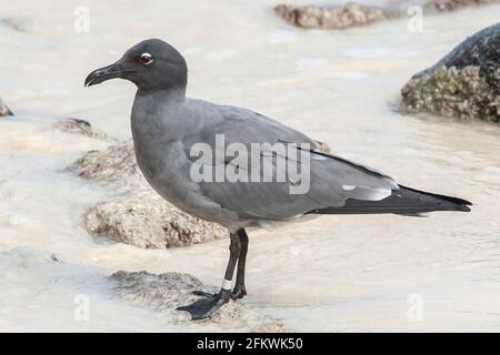 Lavamöwe, Leucophaeusfuliginosus, alleinstehender Erwachsener am Sandstrand, Galapagos-Inseln Stockfoto