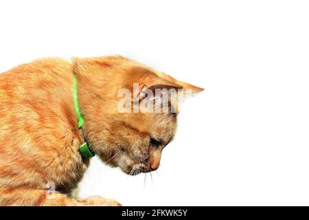 Schöne Ingwer-Katze auf weißem Hintergrund Stockfoto