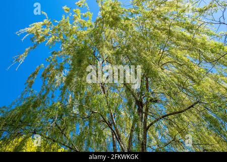 Weinender Weidenbaum im blauen Himmel Stockfoto