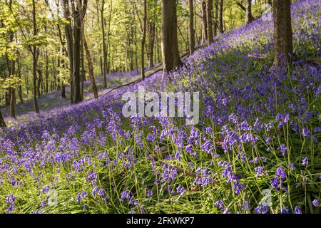 Bluebells in Graig Fawr Woods in der Nähe von Margam Country Park bei Sonnenuntergang, Port Talbot, South Wales, Großbritannien Stockfoto