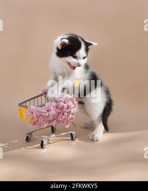 Fröhliches schwarz-weißes Kätzchen mit einem Einkaufswagen im Supermarkt, miaut. Saison der Rabatte, bereit zum Einkaufen. Fröhliche Katze Kindheit. Lustig Stockfoto