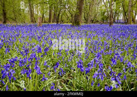 Blaue englische Bluebells (Hyacinthoides non-scripta), die im Frühjahr in Surrey, Südostengland, im Wald blühen Stockfoto