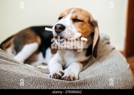 Dog Snack Kausticks für Welpen. Beagle Welpen essen Hund Snack Kausticks zu Hause. Beagle Eat, Hundefutter für Beagles Stockfoto