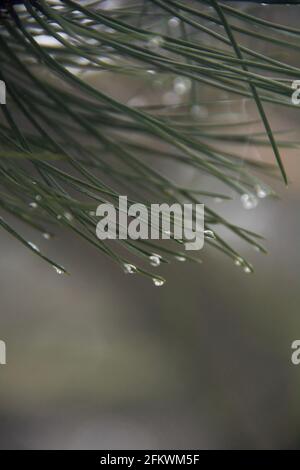 Pinus mit Nebelwassertröpfchen auf Nadeln Stockfoto