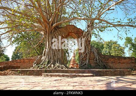 Fantastisches „TOR DER ZEIT“, der Eingang zu den Ruinen des Wat Phra Ngam Tempels in Ayutthaya, Thailand Stockfoto