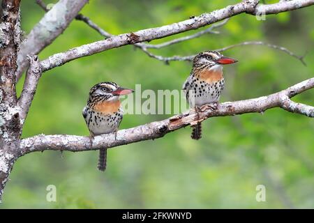 Ein Paar von Fleckendüßler (Nystalus maculatus), die auf einem Ast thront Stockfoto