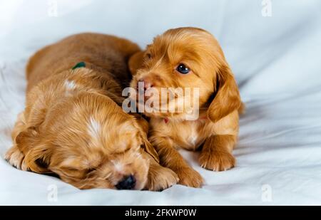 Nahaufnahme zwei Cocker Spaniel Welpen Hund legt sich auf ein weißes Tuch, einer von ihnen schläft. Stockfoto