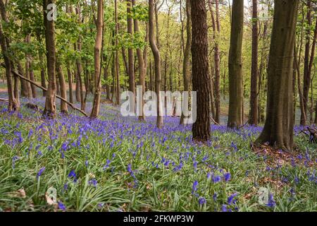 Bluebells in Graig Fawr Woods in der Nähe von Margam Country Park, Port Talbot, South Wales, Großbritannien Stockfoto