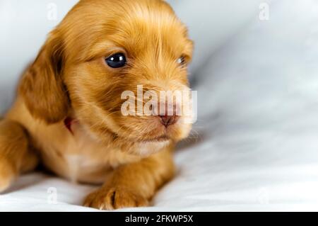 Closeup Cocker Spaniel Welpe Hund liegt auf einem weißen Tuch und schauen Sie auf Sie. Stockfoto