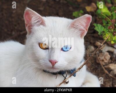 Porträt einer weißen Katzenrasse Khao Manee aus Thailand. Stockfoto