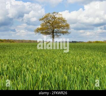 Im Vordergrund junge grüne Weizentriebe, im Hintergrund eine einsame Eiche. Hertfordshire. VEREINIGTES KÖNIGREICH Stockfoto
