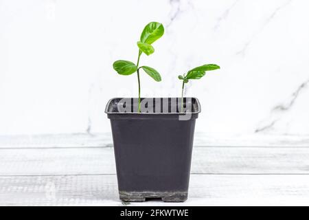 Frische grüne Fortunella margarita (Citrus reticulata) Pflanze kleine Sämlinge im schwarzen Blumentopf auf hellem Hintergrund mit Kopierfläche. Stockfoto