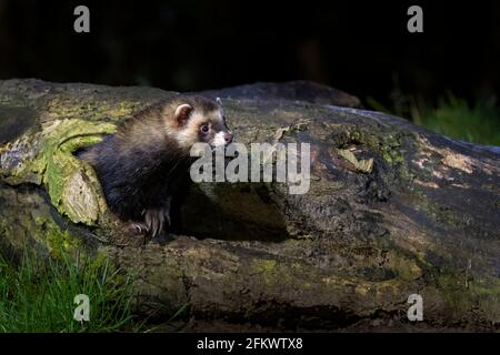 Europäische Polecat (Mustela putorius) in der Nacht, mit gefangener Maus aus dem Versteck kommend, Niederlande. Stockfoto