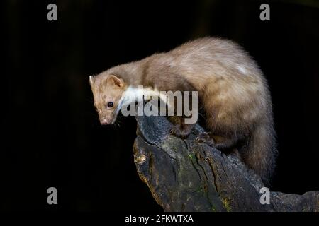 Buchenmarder oder Steinmarder (Martes foina) auf einem Holzzweig in der Nacht, Niederlande. Stockfoto